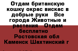 Отдам британскую кошку окрас вискас в добрые руки - Все города Животные и растения » Отдам бесплатно   . Ростовская обл.,Каменск-Шахтинский г.